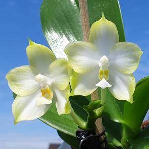 Phalaenopsis Mituo 24 Solar Terms