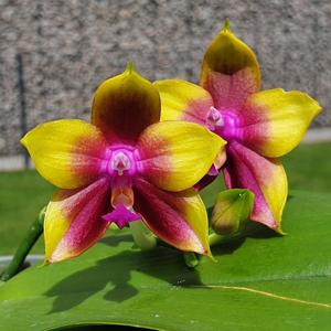 Phalaenopsis Mituo Princess