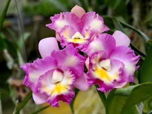 Cattleya Pink Spice