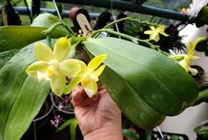 Phalaenopsis Yaphon Green Lotus