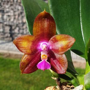 Phalaenopsis Norman's Dragon Tree