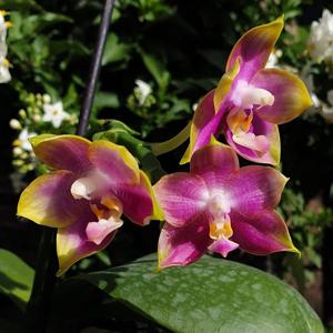 Phalaenopsis Mituo Reflex Dragon