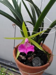 Brassocattleya Gulfshore's Beauty