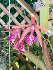 Brassocattleya Michael Kaduce