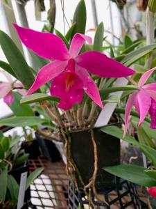 Brassocattleya nodosa-Red Angel