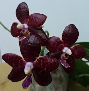 Phalaenopsis Red Jaguar