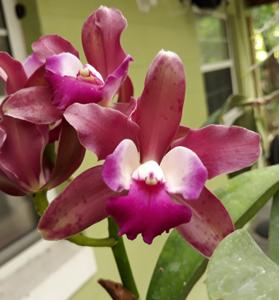 Cattlianthe Odom's Summer Beauty