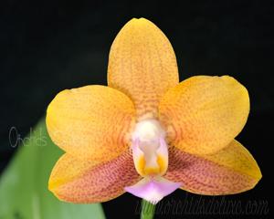 Phalaenopsis Miro Sun Beauty