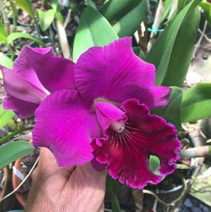 Rhyncholaeliocattleya Edisto