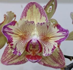 Phalaenopsis Baldan's Kaleidoscope