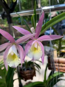 Brassocattleya North Miami