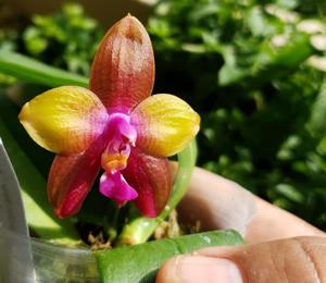 Phalaenopsis Pylo's Jewel