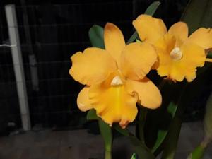 Rhyncholaeliocattleya Love Call