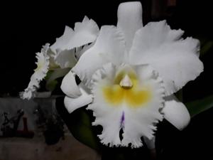 Rhyncholaeliocattleya Pastoral