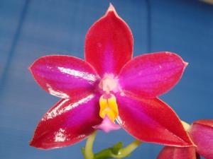 Phalaenopsis Crimson Cherub