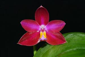 Phalaenopsis Crimson Cherub