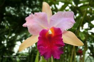 Cattleya Vallezac