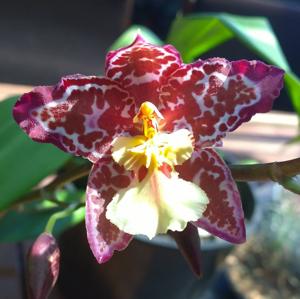 Oncidium Salgrin