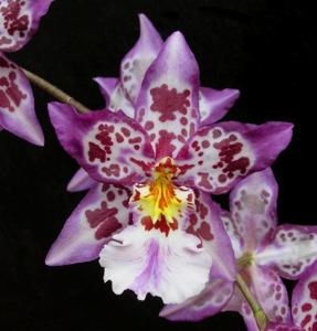 Oncidium Tigersette