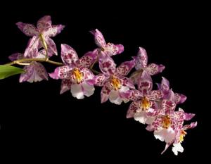 Oncidium Tigersette