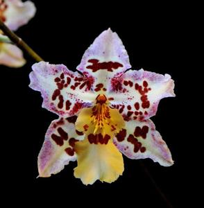 Oncidium Tigersette