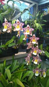 Oncidium Tigersette