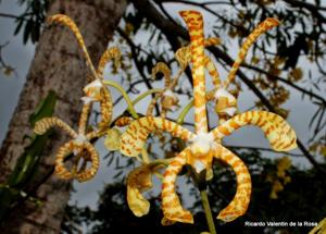 Arachnis Maggie Oei