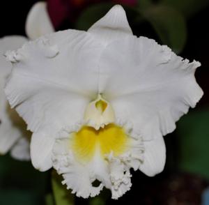 Rhyncholaeliocattleya Burdekin Bells