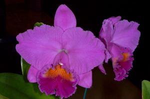 Rhyncholaeliocattleya Dundas