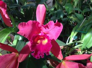 Rhyncholaeliocattleya Eve Marie Barnett