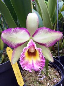 Rhyncholaeliocattleya Golden Llewellyn