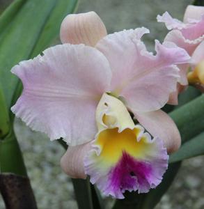 Rhyncholaeliocattleya Goldenzelle