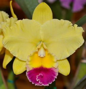 Rhyncholaeliocattleya Goldenzelle