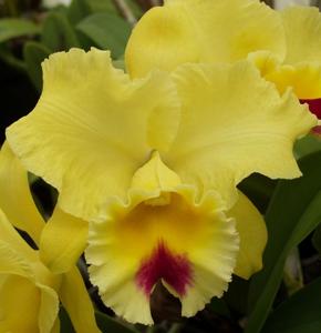 Rhyncholaeliocattleya Goldenzelle