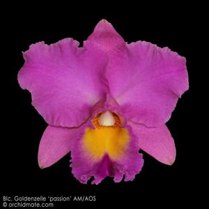 Rhyncholaeliocattleya Goldenzelle