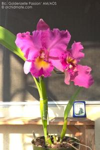 Rhyncholaeliocattleya Goldenzelle