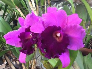 Rhyncholaeliocattleya Hausermann's Holiday