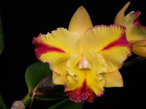 Rhyncholaeliocattleya Horizon Flight