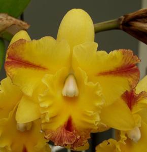 Rhyncholaeliocattleya Horizon Flight