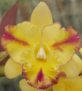 Rhyncholaeliocattleya Horizon Flight