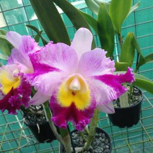 Rhyncholaeliocattleya Terry Warne