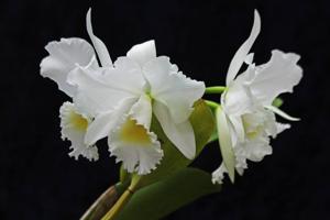 Cattleya Angel Bells