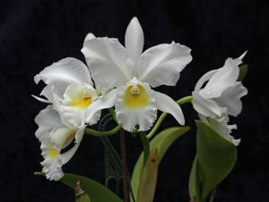 Cattleya Angel Bells