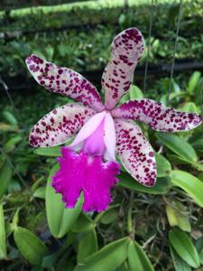 Cattleya Calummata