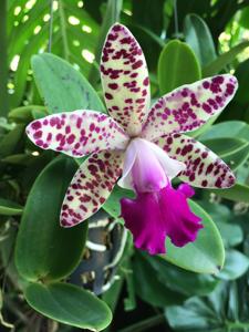 Cattleya Calummata