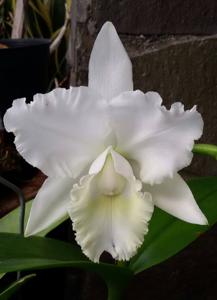 Cattleya Hawaiian Wedding Song