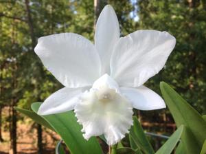 Cattleya Hawaiian Wedding Song