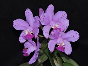 Cattleya Loddiglossa