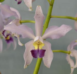 Cattleya Loddiglossa