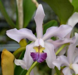 Cattleya Loddiglossa